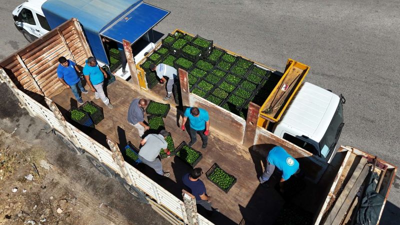 GREEN BODRUM MANDARINS REACH EVERY CORNER OF TÜRKİYE