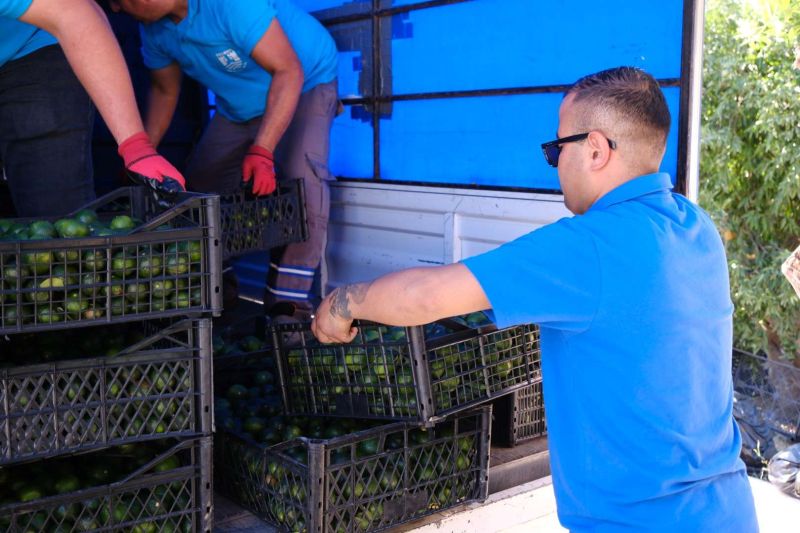 GREEN BODRUM MANDARINS REACH EVERY CORNER OF TÜRKİYE