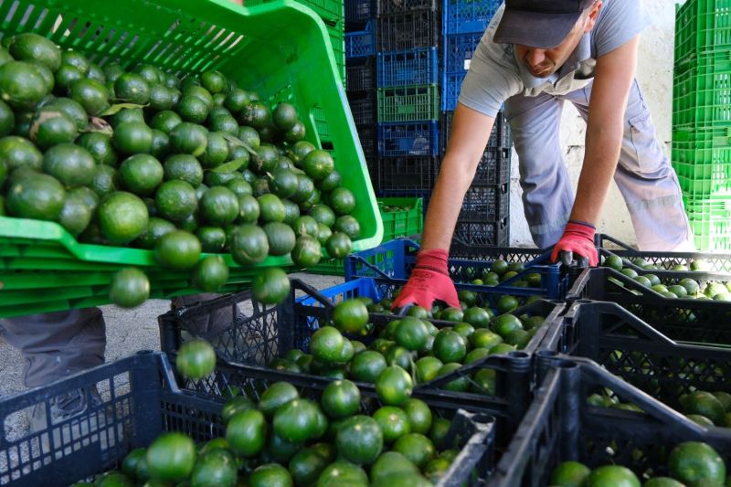 GREEN BODRUM MANDARINS REACH EVERY CORNER OF TÜRKİYE