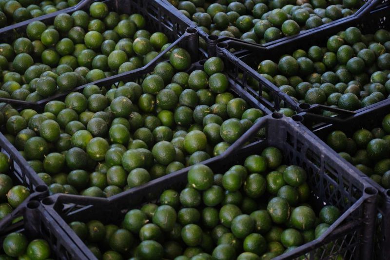 GREEN BODRUM MANDARINS REACH EVERY CORNER OF TÜRKİYE