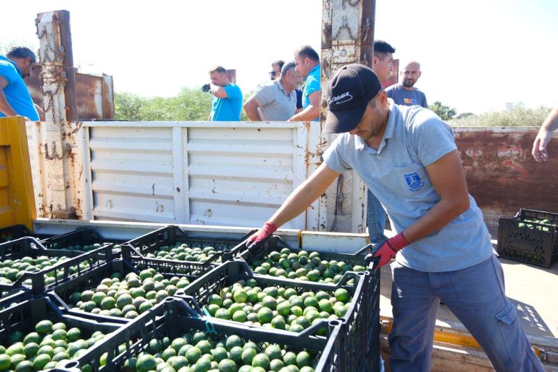 GREEN BODRUM MANDARINS REACH EVERY CORNER OF TÜRKİYE