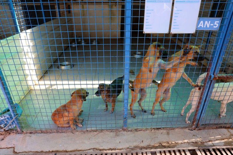 FROM RESCUE TO REHOMING: BODRUM MUNICIPALITY EXPANDS ANIMAL CARE NETWORK