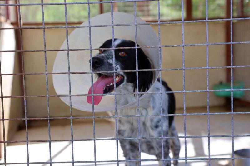 FROM RESCUE TO REHOMING: BODRUM MUNICIPALITY EXPANDS ANIMAL CARE NETWORK