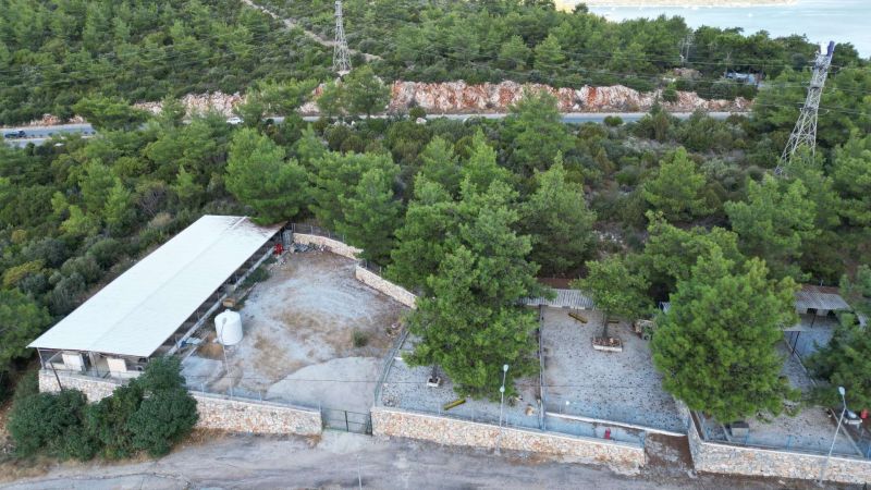 FROM RESCUE TO REHOMING: BODRUM MUNICIPALITY EXPANDS ANIMAL CARE NETWORK