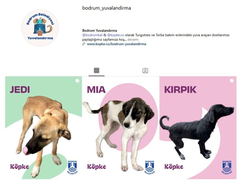 BODRUM BELEDİYESİ YUVALANDIRMA PLATFORMU HAYATA GEÇTİ