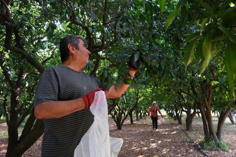 YEŞİL BODRUM MANDALİNİ’NE TEK SEFERDE 55 TONLUK SİPARİŞ