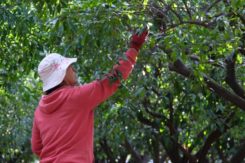 YEŞİL BODRUM MANDALİNİ’NE TEK SEFERDE 55 TONLUK SİPARİŞ