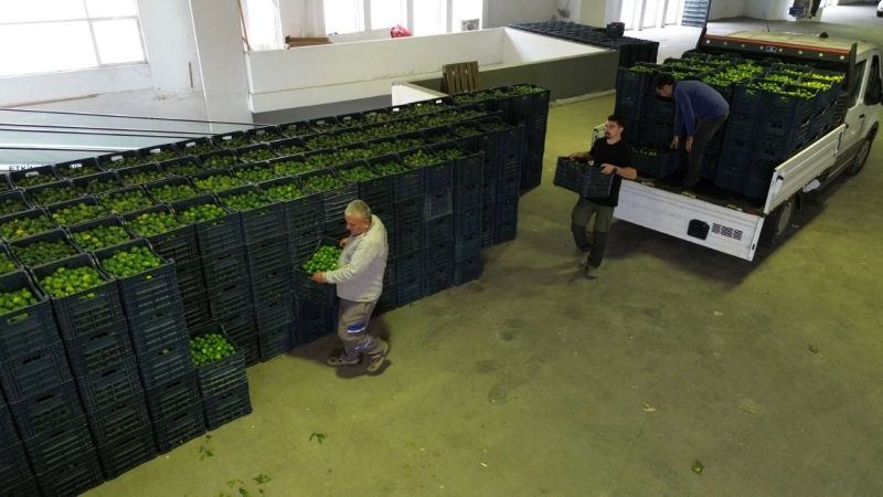 YEŞİL BODRUM MANDALİNİ’NE TEK SEFERDE 55 TONLUK SİPARİŞ