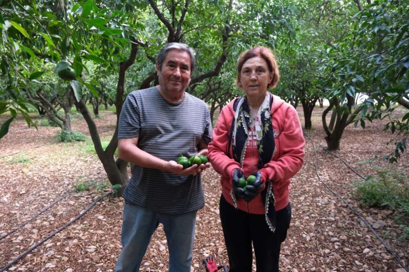 YEŞİL BODRUM MANDALİNİ’NE TEK SEFERDE 55 TONLUK SİPARİŞ