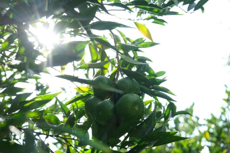 YEŞİL BODRUM MANDALİNİ’NE TEK SEFERDE 55 TONLUK SİPARİŞ