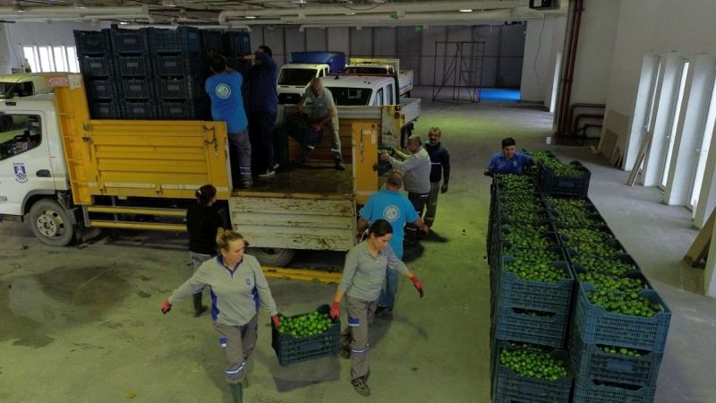 YEŞİL BODRUM MANDALİNİ’NE TEK SEFERDE 55 TONLUK SİPARİŞ