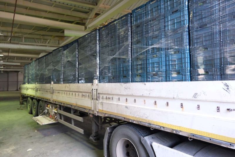 YEŞİL BODRUM MANDALİNİ’NE TEK SEFERDE 55 TONLUK SİPARİŞ