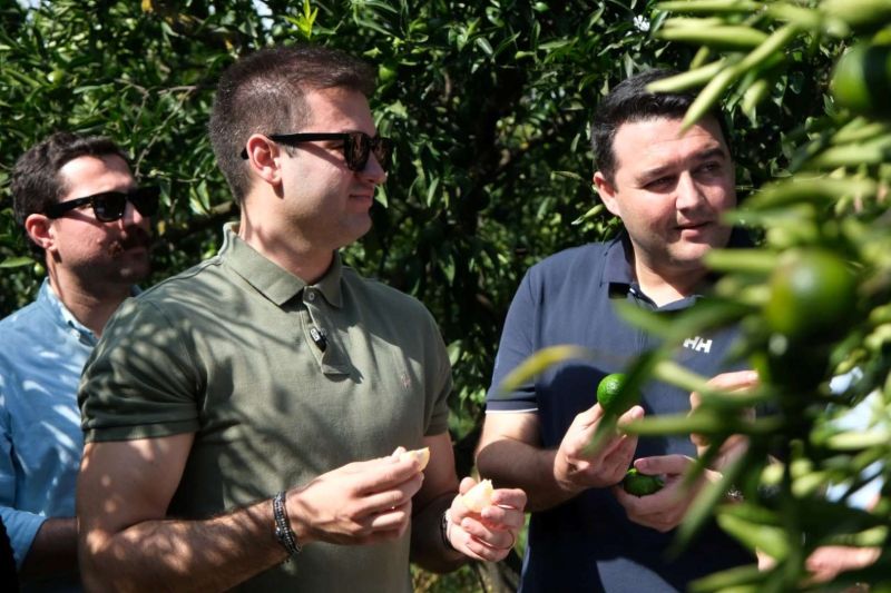 YEŞİL BODRUM MANDALİNİ’NE TEK SEFERDE 55 TONLUK SİPARİŞ