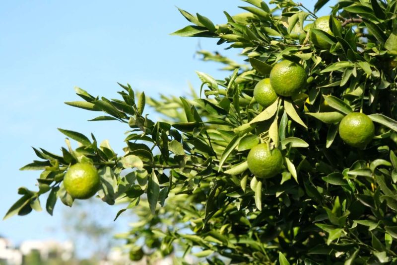 YEŞİL BODRUM MANDALİNİ’NE TEK SEFERDE 55 TONLUK SİPARİŞ