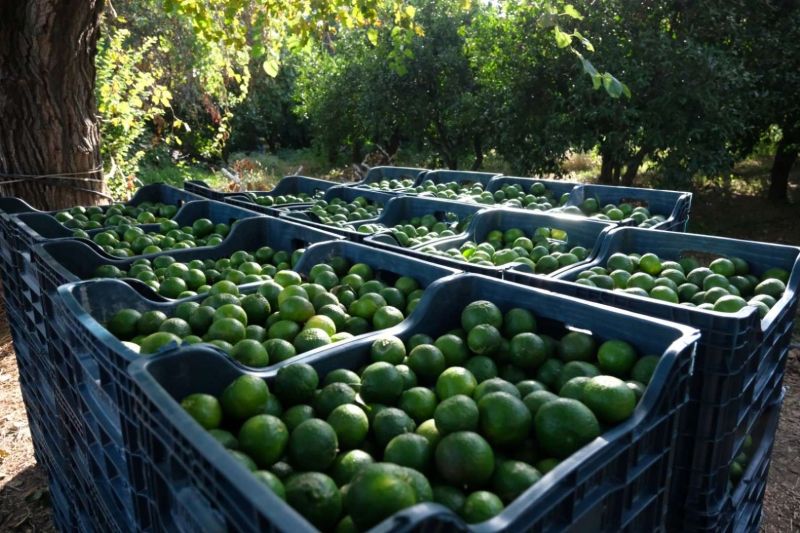 YEŞİL BODRUM MANDALİNİ’NE TEK SEFERDE 55 TONLUK SİPARİŞ