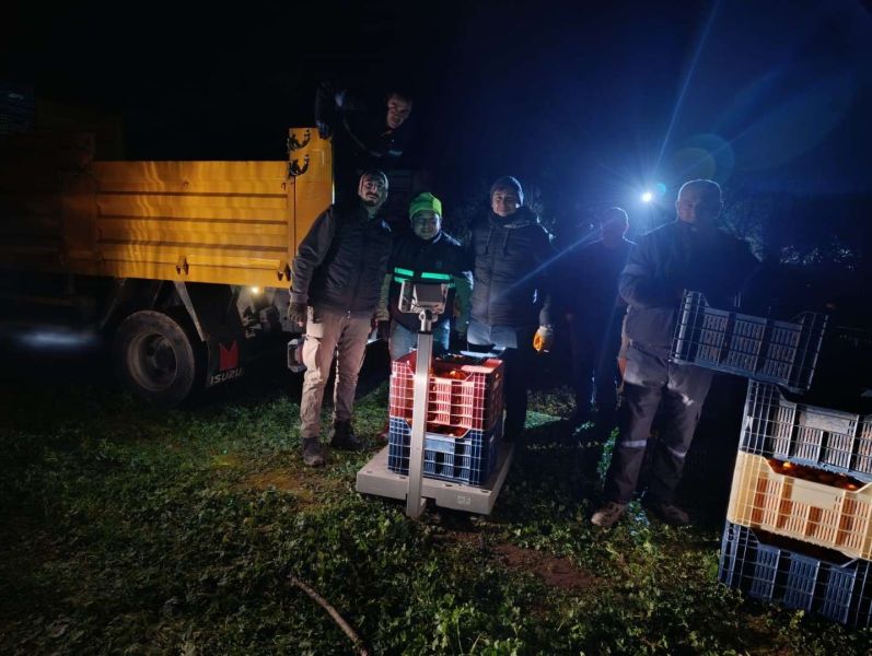 BODRUM MANDALİNİ TÜRKİYE’NİN DÖRT BİR YANINA ULAŞIYOR