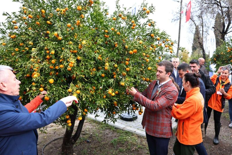BODRUM MANDALİNİ TÜRKİYE’NİN DÖRT BİR YANINA ULAŞIYOR