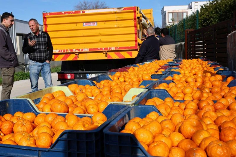 BODRUM MANDALİNİ TÜRKİYE’NİN DÖRT BİR YANINA ULAŞIYOR