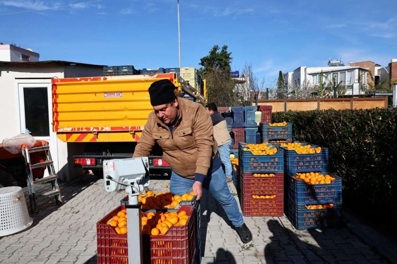 BODRUM MANDALİNİ TÜRKİYE’NİN DÖRT BİR YANINA ULAŞIYOR