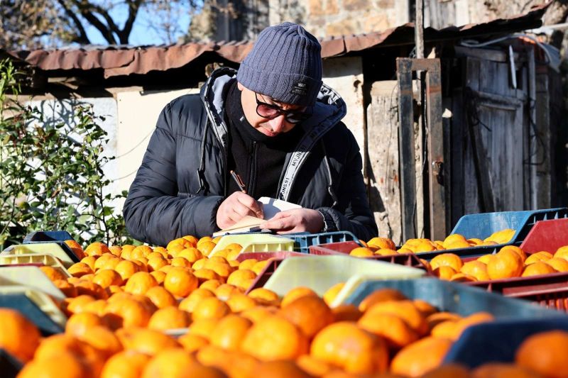 BODRUM MANDALİNİ TÜRKİYE’NİN DÖRT BİR YANINA ULAŞIYOR