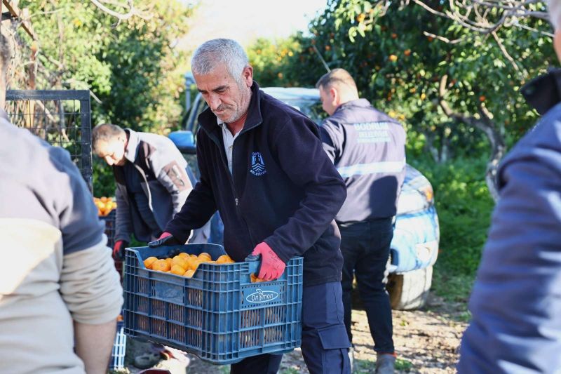 BODRUM MANDALİNİ TÜRKİYE’NİN DÖRT BİR YANINA ULAŞIYOR