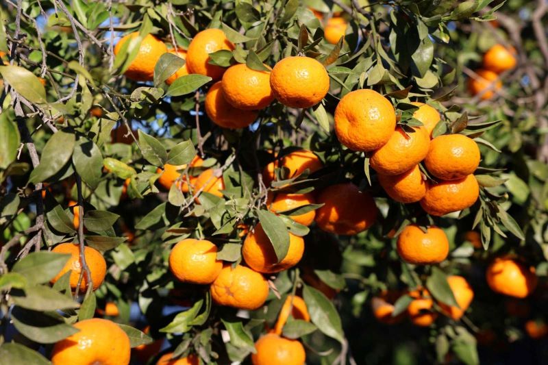 BODRUM MANDALİNİ TÜRKİYE’NİN DÖRT BİR YANINA ULAŞIYOR