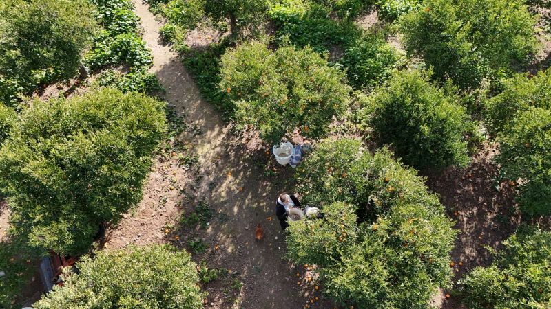 BODRUM MANDALİNİ TÜRKİYE’NİN DÖRT BİR YANINA ULAŞIYOR