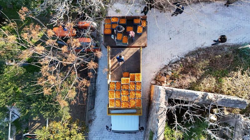 BODRUM MANDALİNİ TÜRKİYE’NİN DÖRT BİR YANINA ULAŞIYOR