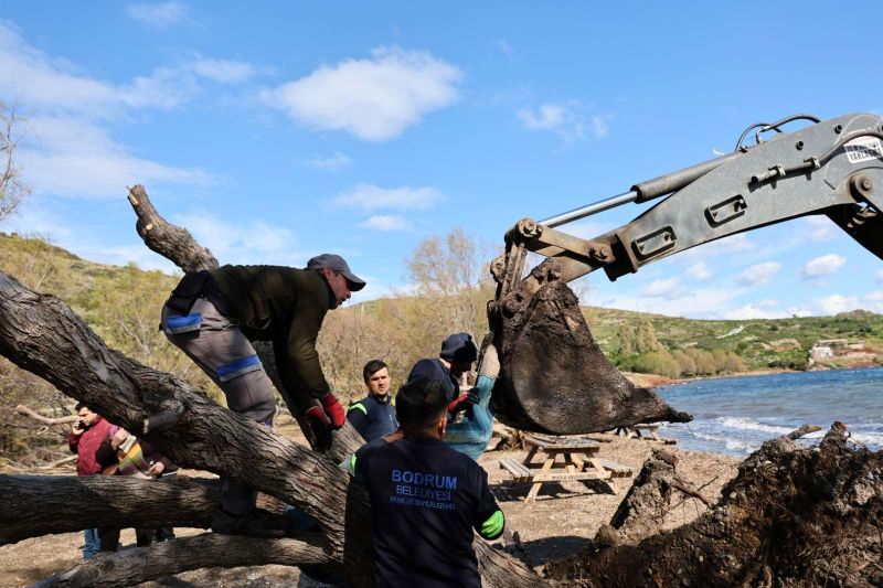 FIRTINADA DEVRİLEN ILGIN AĞAÇLARI YENİDEN TOPRAKLA BULUŞUYOR