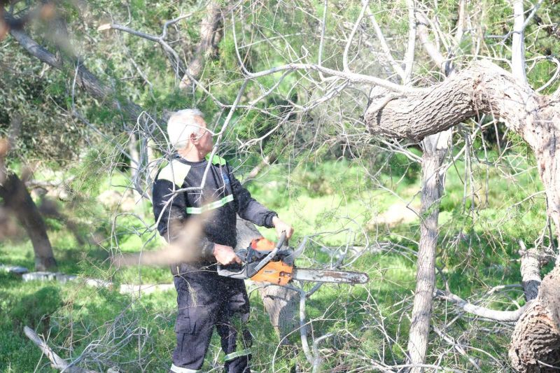 FIRTINADA DEVRİLEN ILGIN AĞAÇLARI YENİDEN TOPRAKLA BULUŞUYOR