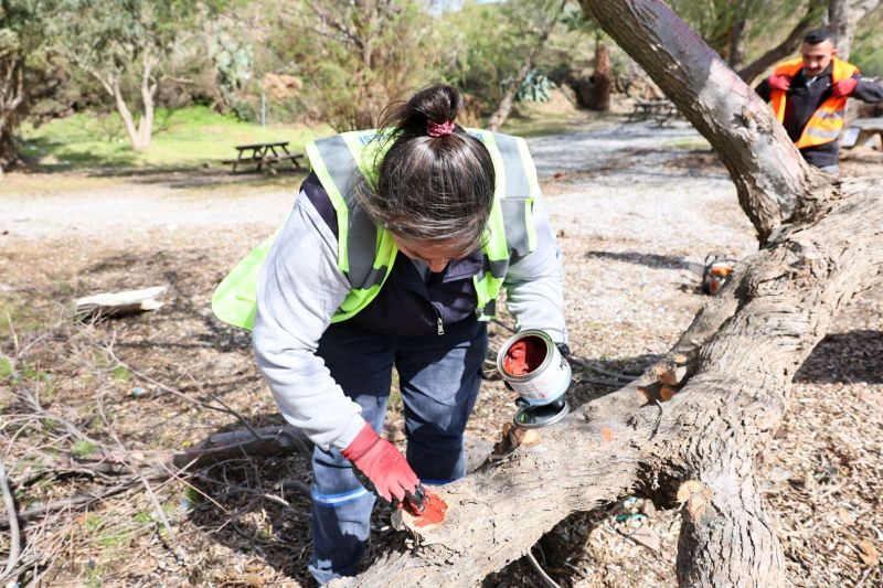 FIRTINADA DEVRİLEN ILGIN AĞAÇLARI YENİDEN TOPRAKLA BULUŞUYOR