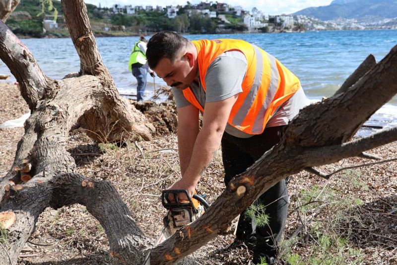 FIRTINADA DEVRİLEN ILGIN AĞAÇLARI YENİDEN TOPRAKLA BULUŞUYOR
