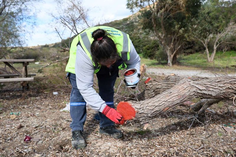 FIRTINADA DEVRİLEN ILGIN AĞAÇLARI YENİDEN TOPRAKLA BULUŞUYOR