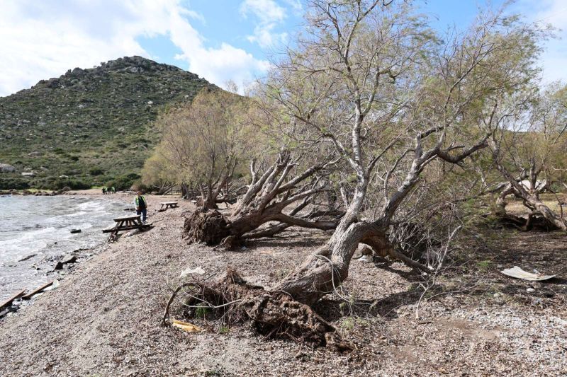 FIRTINADA DEVRİLEN ILGIN AĞAÇLARI YENİDEN TOPRAKLA BULUŞUYOR