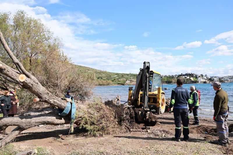 FIRTINADA DEVRİLEN ILGIN AĞAÇLARI YENİDEN TOPRAKLA BULUŞUYOR