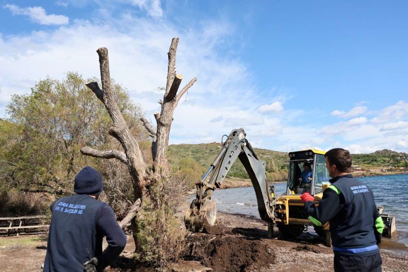 FIRTINADA DEVRİLEN ILGIN AĞAÇLARI YENİDEN TOPRAKLA BULUŞUYOR