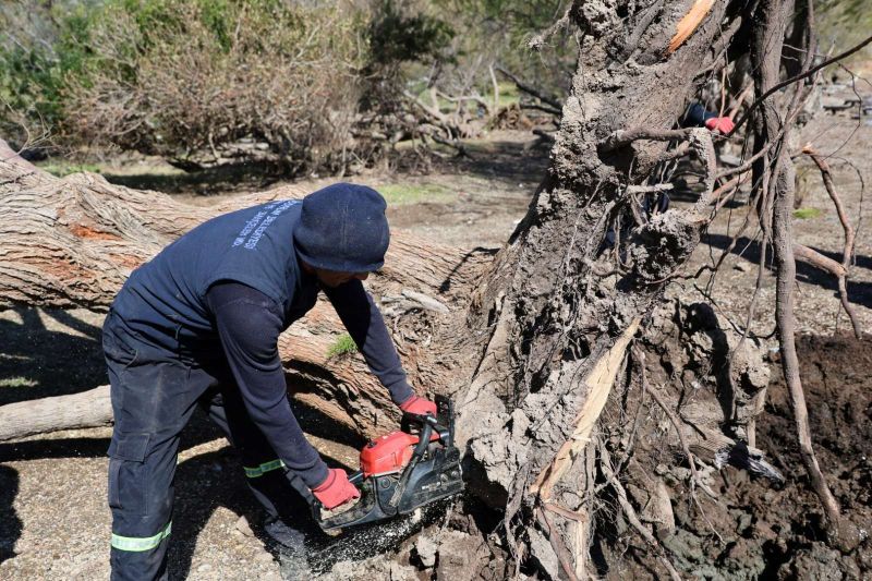 FIRTINADA DEVRİLEN ILGIN AĞAÇLARI YENİDEN TOPRAKLA BULUŞUYOR