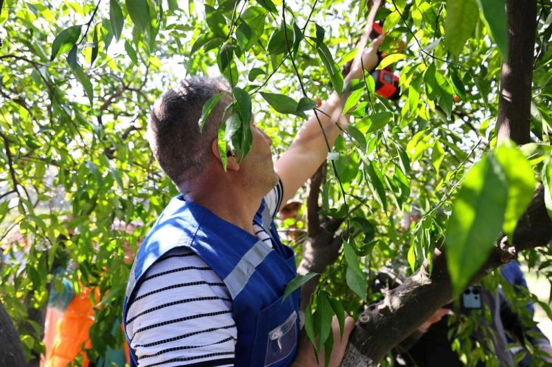 BODRUM’DA AĞAÇ BUDAMA EĞİTİMİ DÜZENLENDİ