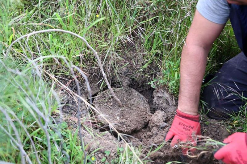 BELEDİYEDEN YANAN ORMANLIK ALANDA FİDAN DİKİM ETKİNLİĞİ