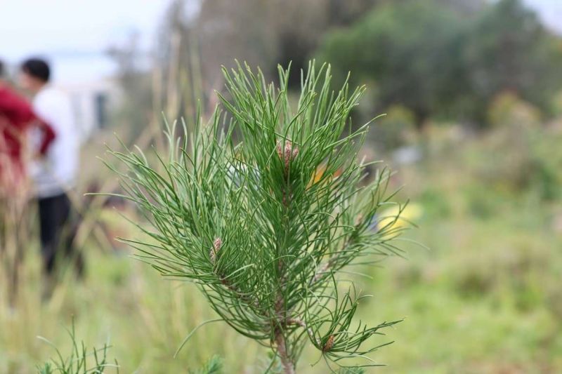 BELEDİYEDEN YANAN ORMANLIK ALANDA FİDAN DİKİM ETKİNLİĞİ