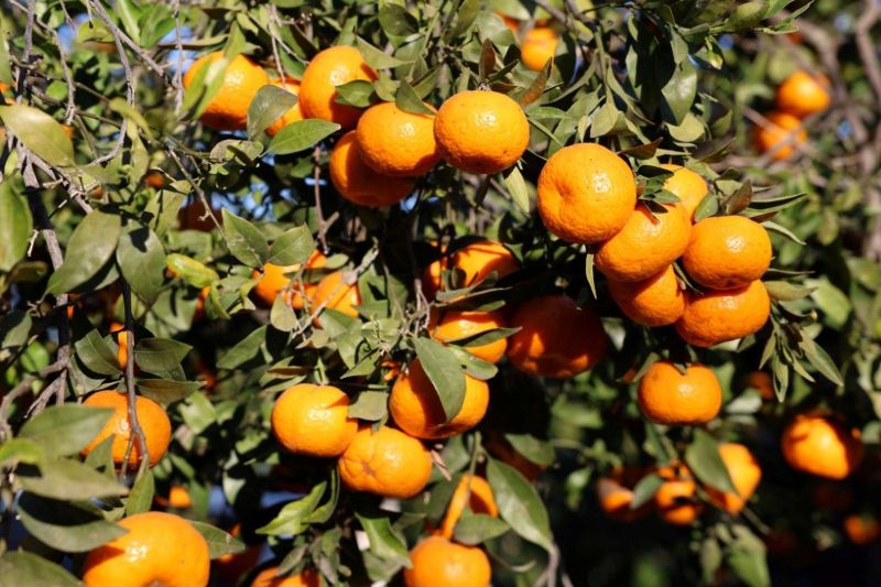 MANDALİN ÜRETİCİSİNE 5 MİLYON KAZANÇ