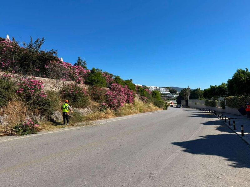 BODRUM’DA OT TEMİZLİĞİ ÇALIŞMALARI TÜM HIZIYLA DEVAM EDİYOR