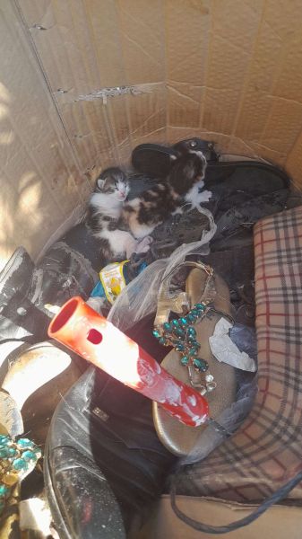 BELEDİYE EKİBİNİN DİKKATİ YAVRU KEDİLERİ HAYATA BAĞLADI