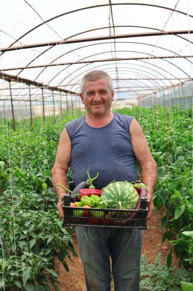 Üreten Bodrum’da Hasat Devam Ediyor: 350 Bin Fide Ürüne Dönüştü