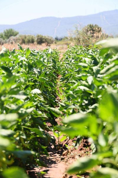 Üreten Bodrum’da Hasat Devam Ediyor: 350 Bin Fide Ürüne Dönüştü