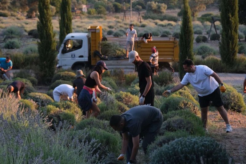 TARIM KAMPINDA GENÇLER GÜNE LAVANTA HASADIYLA BAŞLIYOR