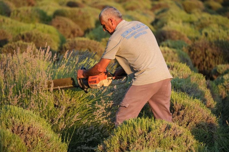 TARIM KAMPINDA GENÇLER GÜNE LAVANTA HASADIYLA BAŞLIYOR