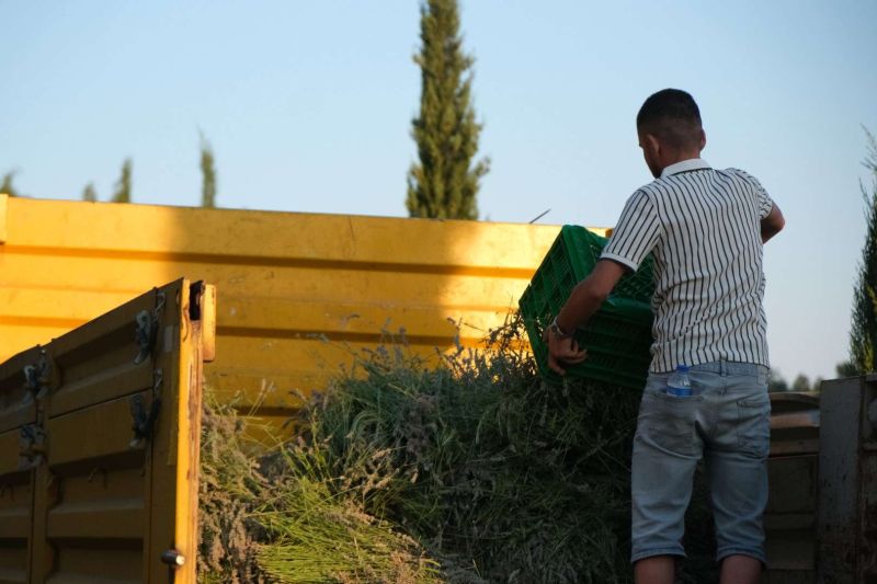 TARIM KAMPINDA GENÇLER GÜNE LAVANTA HASADIYLA BAŞLIYOR