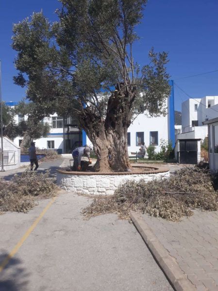 BODRUM’DA OT TEMİZLİĞİ ÇALIŞMALARI SÜRÜYOR