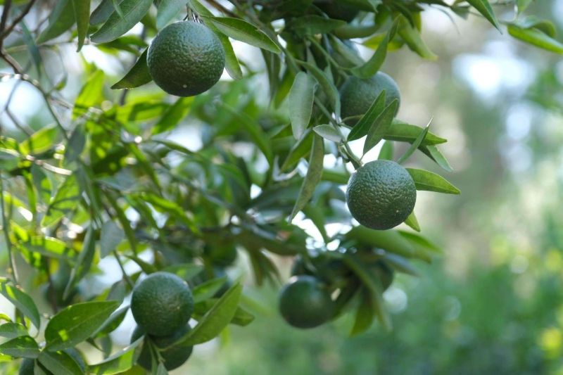 YEŞİL BODRUM MANDALİNİ HASADI DEVAM EDİYOR
